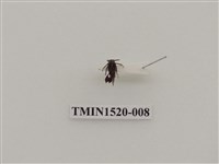 藏品(同翅目(二))的圖片